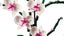 LEGO Icons 10311 Botanical Collection Orchid ~ Brand New Carousel 5
