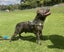 English Staffordshire Bull Terrier - Stud Service Carousel 4