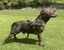 English Staffordshire Bull Terrier - Stud Service Carousel 5