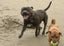 English Staffordshire Bull Terrier - Stud Service Carousel 6
