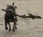 English Staffordshire Bull Terrier - Stud Service Carousel 7