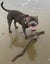 English Staffordshire Bull Terrier - Stud Service Carousel 8