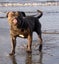 English Staffordshire Bull Terrier - Stud Service Carousel 9