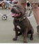 English Staffordshire Bull Terrier - Stud Service Carousel 11