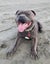 English Staffordshire Bull Terrier - Stud Service Carousel 12