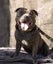 English Staffordshire Bull Terrier - Stud Service Carousel 13