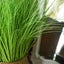 SOGA 110cm Artificial Indoor Potted Reed Bulrush Grass Tree Fake Plant Simula... Carousel 6