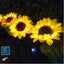Brand New Solar Lights Outdoor Light Sunflowers*Hot SALE Carousel 17