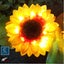 Brand New Solar Lights Outdoor Light Sunflowers*Hot SALE Carousel 16