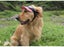 Super Cute Foldable Waterproof Goggles Uv Protection Dogs Sunglasses Dog Clothin Carousel 3