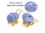 One Piece Velvet Jewelry Box Gift Box Container Wedding Ring Box Ring Case Carousel 6