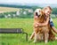 Medium Dog Bed Carousel 3
