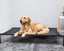 Medium Dog Bed Carousel 4