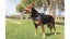 Dog Harness - ED Express XL (Blue) Carousel 4
