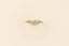 0.30CT 18ct Diamond ring Carousel 5