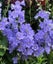 Campanula Telham Beauty large lavender-blue flowers tall stems Carousel 1