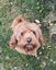 Cavoodle stud Carousel 7