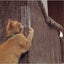 Anti Cat Scratcher Tapes Cat Furniture Protector Carousel 10