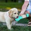 3 in 1 Puppy Dog Cat Pet Water Bottle Drinking Travel Portable 300ml NEW Carousel 2