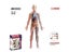 Human Anatomy 1:6 Translucent Person 4D Master Assembling Toy Human Body Organ Carousel 3
