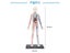 Human Anatomy 1:6 Translucent Person 4D Master Assembling Toy Human Body Organ Carousel 4