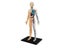 Human Anatomy 1:6 Translucent Person 4D Master Assembling Toy Human Body Organ Carousel 6