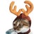 Christmas Hat Halloween Pet Costume For Cat Dog Puppy Costumes Scarf Gift New Carousel 4