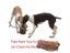 Hunting Dog Biting Toy Simulation Rabbit Interactive Dog Sound Toy For Training Carousel 6