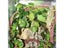 Artificial Vine Plant Leaves For Terrarium Decoration With Reptile Lizards Carousel 9