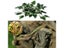 Artificial Vine Plant Leaves For Terrarium Decoration With Reptile Lizards Carousel 10
