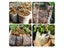 Biodegradable Nonwoven Fabric Nursery Plant Grow Bags Seedling Growing Planter Carousel 5