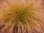 Carex Testacea Carousel 1