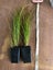 Carex Testacea Carousel 2