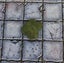Dungeon Scatter Robagon Set #3 Gloomhaven Dungeons and Dragons dice4dungeons Carousel 6