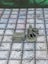 Dungeon Scatter Robagon Set #3 Gloomhaven Dungeons and Dragons dice4dungeons Carousel 7