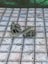 Dungeon Scatter Robagon Set #3 Gloomhaven Dungeons and Dragons dice4dungeons Carousel 10