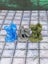 Dungeon Scatter Robagon Set #3 Gloomhaven Dungeons and Dragons dice4dungeons Carousel 14