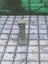 Dungeon Scatter Robagon Set #3 Gloomhaven Dungeons and Dragons dice4dungeons Carousel 17