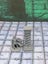 Dungeon Scatter Robagon Set #3 Gloomhaven Dungeons and Dragons dice4dungeons Carousel 18