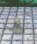 Dungeon Scatter Robagon Set #3 Gloomhaven Dungeons and Dragons dice4dungeons Carousel 19