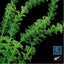 Brand New Needle Leaf Aquarium Plants Decor UnderWater Grass *Sale NOW* Carousel 5