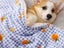 60x40cm Double Layer Pet Cat Winter Warm Blanket Plush Throw Blanket Blue Carousel 3