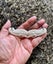 BEAUTIFUL MEDIUM KORU FERN BONE BREASTPLATE PENDANT Carousel 5