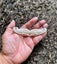 BEAUTIFUL MEDIUM KORU FERN BONE BREASTPLATE PENDANT Carousel 6