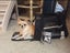 PTN NEW Pet Carrier Sale Sale Carousel 4