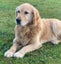 Golden Retriever stud dog Carousel 4