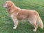 Golden Retriever stud dog Carousel 5