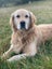 Golden Retriever stud dog Carousel 2