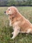 Golden Retriever stud dog Carousel 6