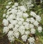 Ammi majus Bishops Flower seed x 20 ~ Border, Cut + Dried Flowers - AWARD WINNER Carousel 4